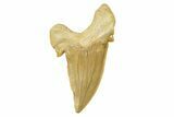 Fossil Shark Tooth (Otodus) - Large & High Quality #259905-1